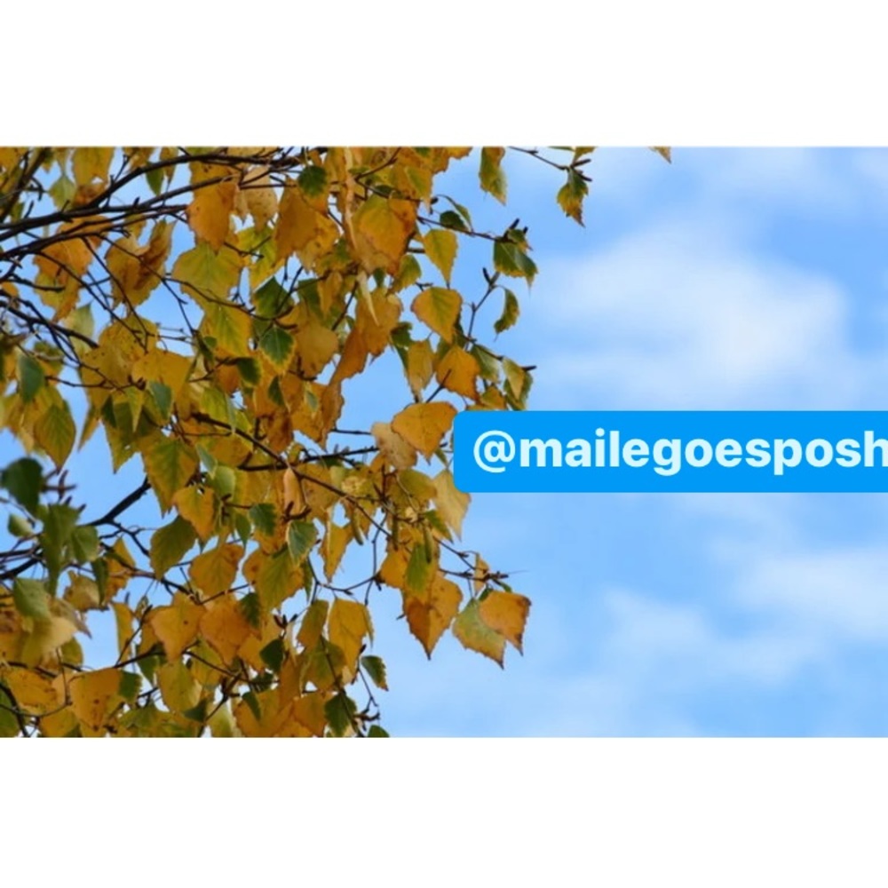 Art Photograph Print Fall Leaves Birch Tree 8X10” photo Fall Autumn leaf sky